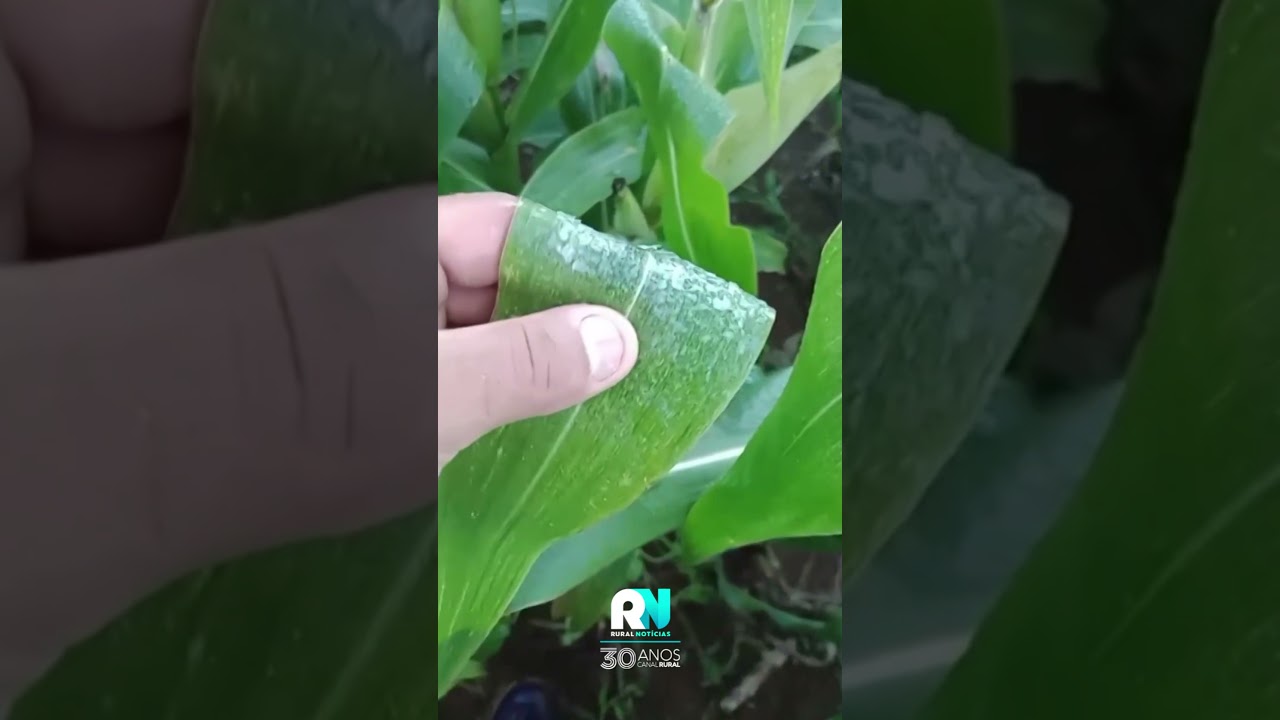 Frio intenso provoca geada em lavoura de milho em município paranaense