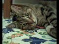 un gatto che fa una cosa insolita con delle ciabatte un gatto che fa una cosa insolita con delle ciabatte
