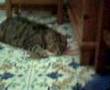 un gatto che fa una cosa insolita con delle ciabatte