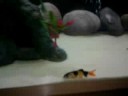 new oscars and clown loach