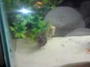 new oscars and clown loach
