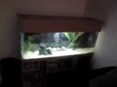 new oscars and clown loach