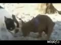 horny doggiie ..oldie ..bow bow