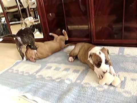 amstaff