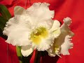 Cattleya Only You