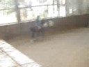 reprise du galop 6