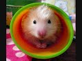 Funny hamsters - funny hamster video ! Part 5 Funny hamsters - funny hamster video ! Part 5