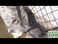 ***CLICK HERE 2 DONATE 2 KEEP THESE HONEY BADGERS WELL FED & 2 THE NAPLES ZOO ITSELF!!!: www.napleszoo.com ***GET ONE OF RANDALL'S AUTHENTIC TALKING HONEY BADGER DOLLS RIGHT NOW, STUPID!!!: bit.ly *** As you all know by now, honey badgers are crazy lil' nastyasses and don't care nor give as**t. They're nocturnal and will eat whatever they please. Rare to the United States, the Naples Zoo in Florida, recently became only the 4th American zoo to host to these fearless animals! If you love these lil' beasts as much as I do, you owe it to yourself to make a trip to Naples, FL to see these beautiful honey badgers in action! Their three honey badgers are: -Eshe = a 10 year old female ['Eshe' is Swahili for 'curious'] -Shani = a 10 year old female ['Shani' is Zulu for 'to burn' or 'to be aflame'] -Jabari = an 11 year old male ['Jabari' is Swahili for 'God', 'supreme ruler', 'fearless person'] While honey badgers generally live 5-8 years in the wild, in captivity, they usually reach 24 years of age. Sadly, they are endangered now in Saudi Arabia and 