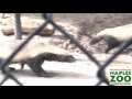 The Crazy Nastyass Honey Badgers of Naples, FL (Original narration by Randall)