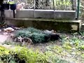 Cuccioli che giocano...