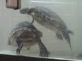 Tortuga macho queri�ndose aparear
