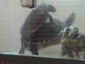Tortuga macho queriéndose aparear