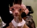 My Evil Rat-Dog