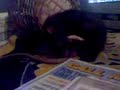 My beloved rat Tookie (RIP)