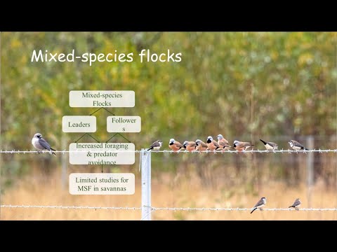 <p>Are Black-faced Woodswallows (<em>Artamus cinereus</em>) indicators for other birds – such as the Black-throated Finch (<em>Poephila cincta cincta</em>)?</p>
 video thumbnail
