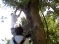 Caida del arbol