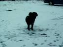 Dog playing in snow 1