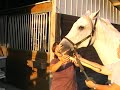1800endoscope.com Veterinary Endoscope Equine Endoscopy