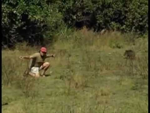 cateto do pantanal (porco do mato) caçada de cateto hunting in brazil