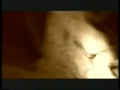 petrified host - live at the occii (part 3) petrified host - live at the occii (part 3)