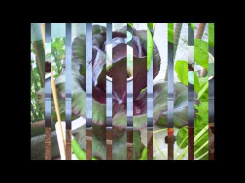 how to snap hydroponics