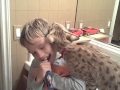 Savannah Cat Wants Brush Its Teeth
