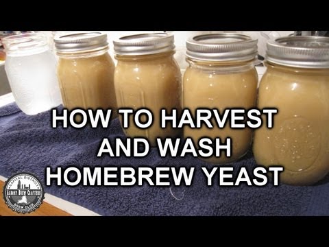 how to harvest yeast from beer bottle