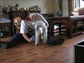 net als de andere honden van me (margootje is even terug naar de fokker omdat ze loops is) moet Romy de wekelijkse kambeurt ondergaan.