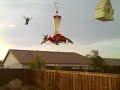 Hummingbird Feeder, Watch Them Eat. Totally Awesome.