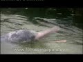 Dolphin Lagoon: In the Pink of Gaiety