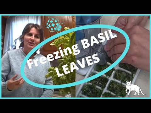how to harvest basil leaves