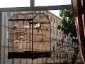 Curi� Saboia