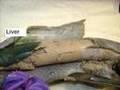 Sea Lamprey Video