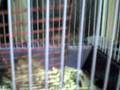 videos de Lilo Airi Mercau