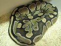 How I Breed Ball Pythons