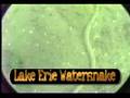 Lake Erie Underwater Video