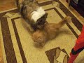 THE LOVE BEETWEEN THE CAT AND THE DOG