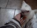 Les chatons s'amusent