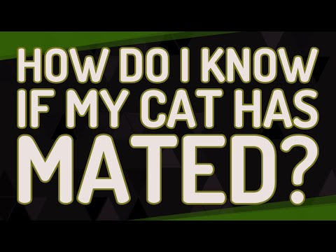 How do I know if my cat has mated?