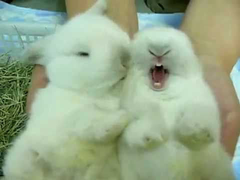 cuddly - Awesome Cute Fluffy Cuddling White Rabbits! Ain't they cute?