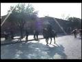 Cattle Drive