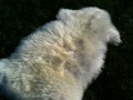 Sheeps (II)