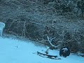 snow storm2 jan1,2009