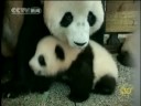 Twin Pandas Growing Up Fast Twin Pandas Growing Up Fast