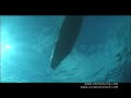 Silent Diving Evolution Re-Breather Promo