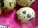Japanese Quail Pipping