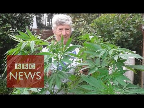 Pensioner calls BBC about unknowingly growing a 1.5m cannabis plant - BBC News