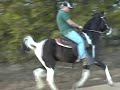 Tennessee Walking Horse