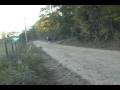 Tennessee Walking Horse