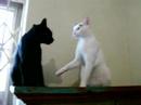 Desentendimento felino